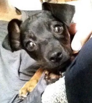 Cachorro raça Pinscher  idade 7 a 11 meses nome Yellow 