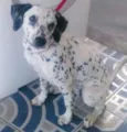Dálmata