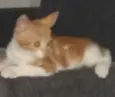 Belinha