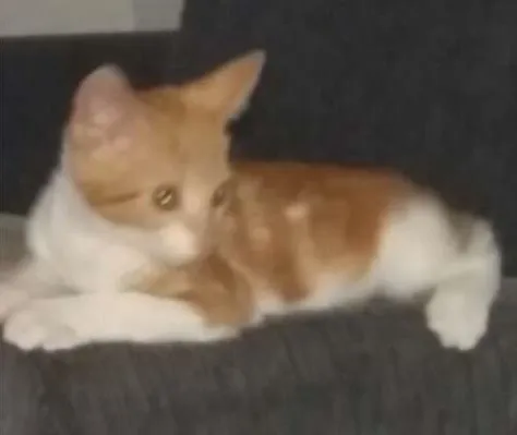Gato ra a  idade 2 a 6 meses nome Belinha