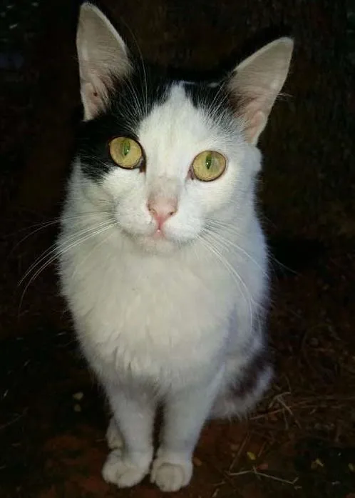 Gato ra a SRD idade 1 ano nome bananinha