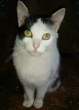 bananinha