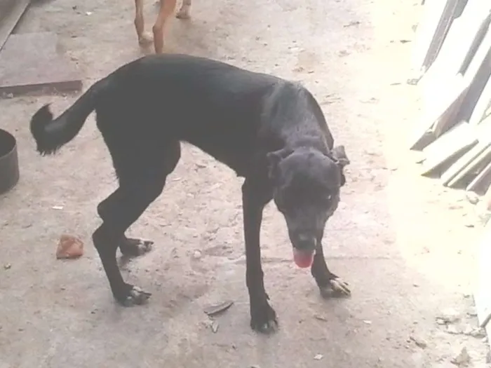 Cachorro ra a Fila idade 3 anos nome pretinha