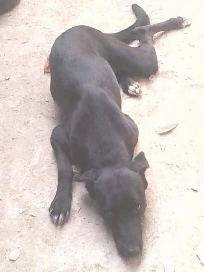 Cachorro ra a Fila idade 3 anos nome pretinha