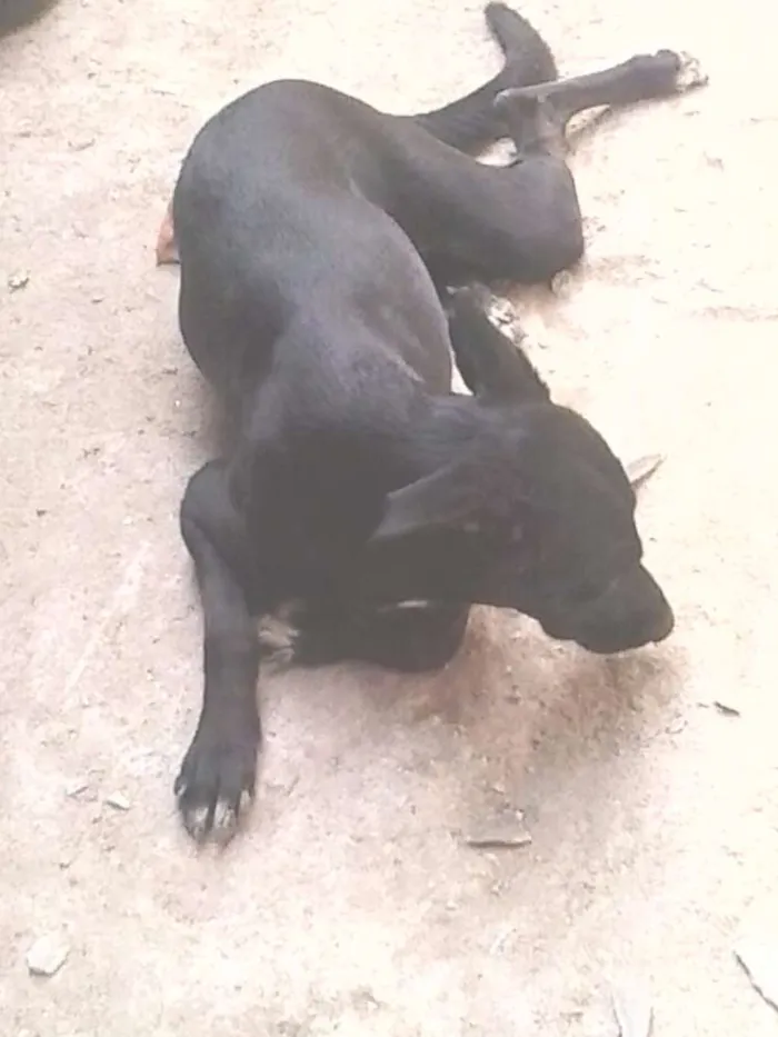 Cachorro ra a Fila idade 3 anos nome pretinha