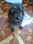 Tayson