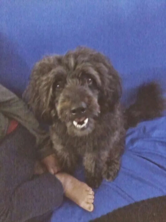 Cachorro ra a Poodle lata idade 5 anos nome Tayson