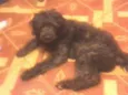 Tayson