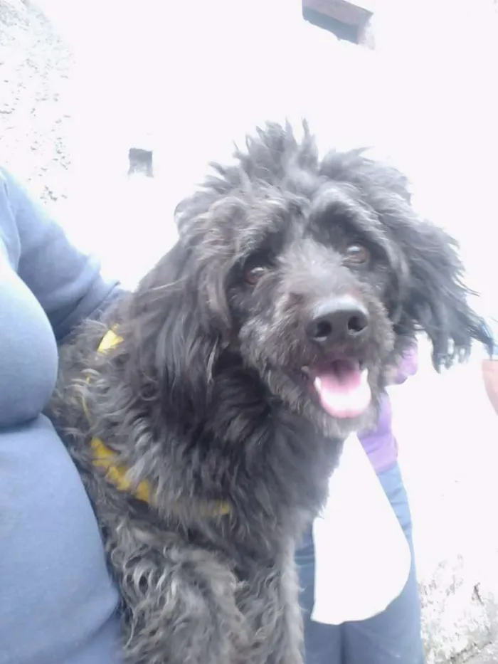 Cachorro ra a Poodle lata idade 5 anos nome Tayson