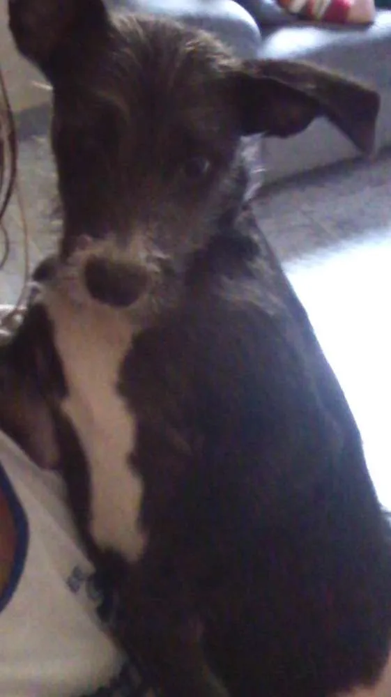 Cachorro ra a Indefinida idade 2 a 6 meses nome Pitoco