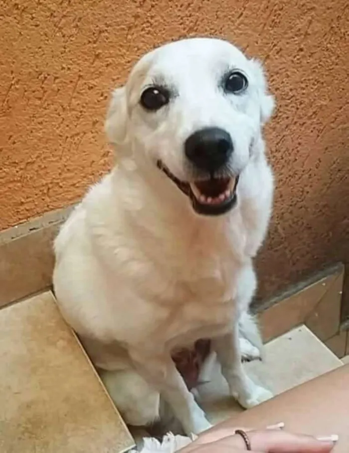 Cachorro ra a SRD idade 6 ou mais anos nome Branquinha GRATIFICA