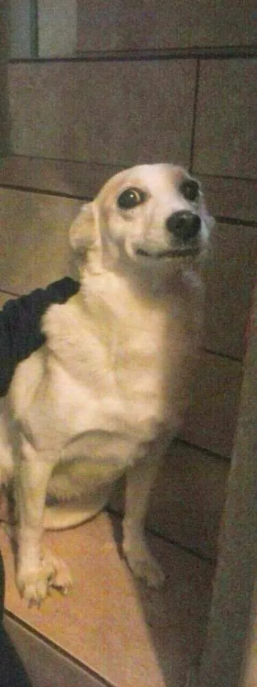 Cachorro ra a SRD idade 6 ou mais anos nome Branquinha GRATIFICA