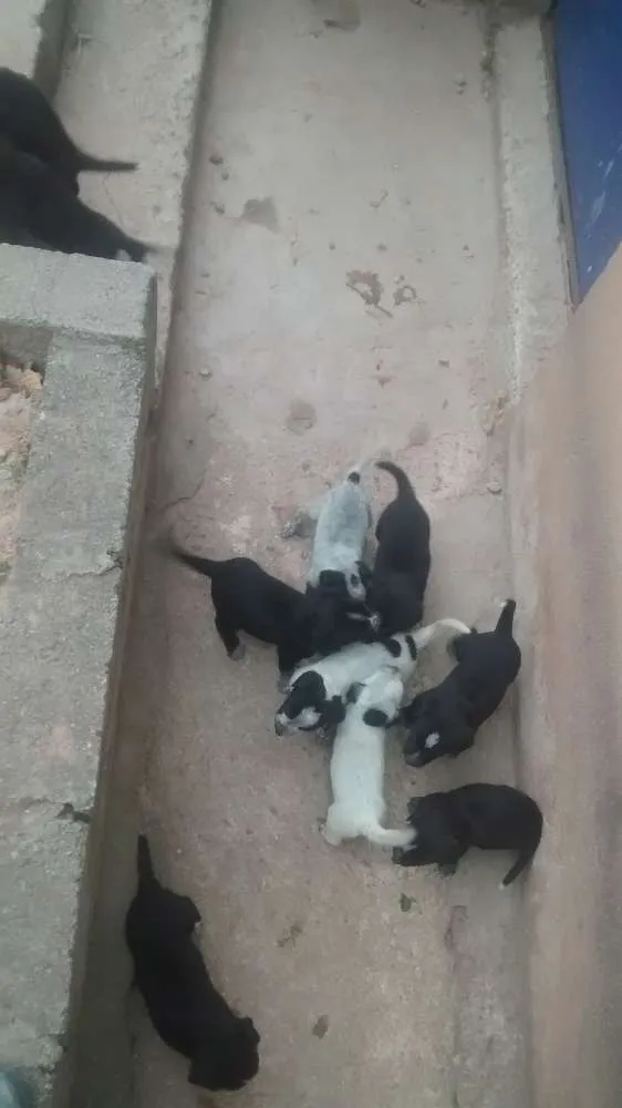 Cachorro ra a SRD idade 2 a 6 meses nome Filhote