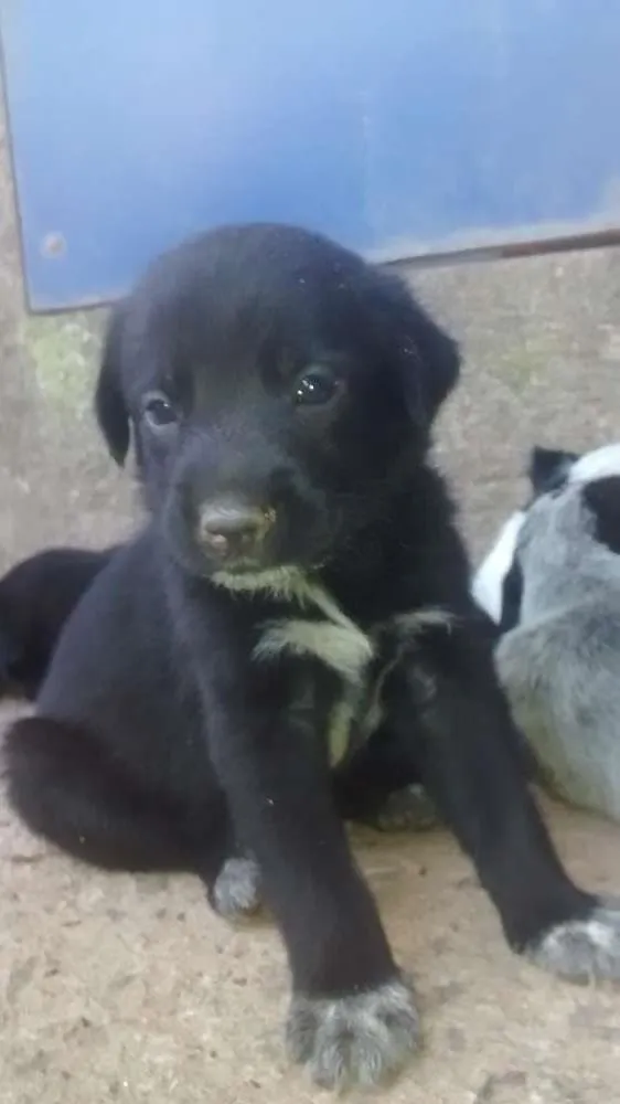 Cachorro ra a SRD idade 2 a 6 meses nome Filhote