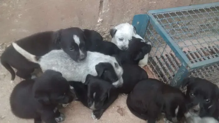 Cachorro ra a SRD idade 2 a 6 meses nome Filhote