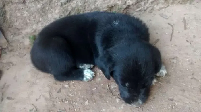 Cachorro ra a SRD idade 2 a 6 meses nome Filhote