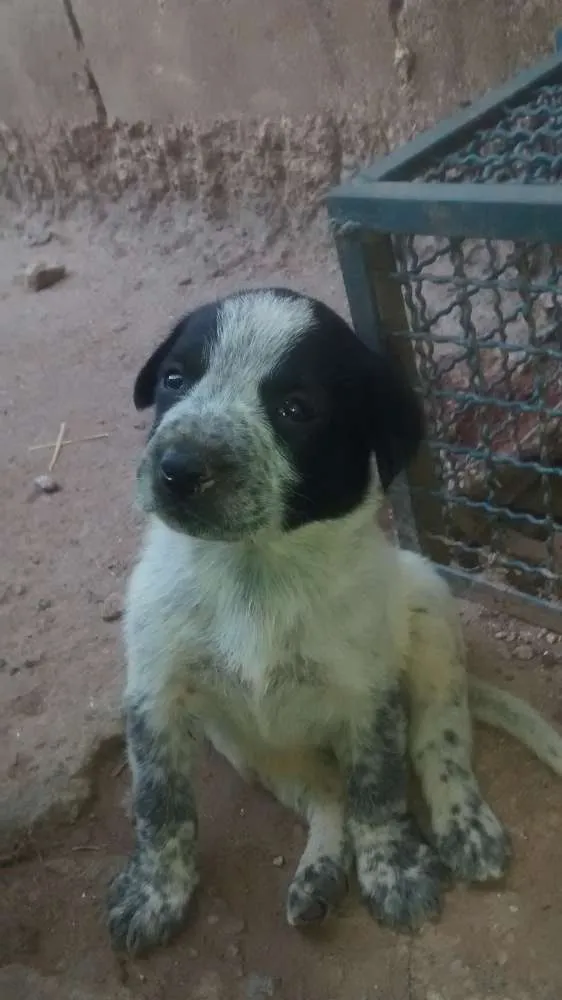 Cachorro ra a SRD idade 2 a 6 meses nome Filhote