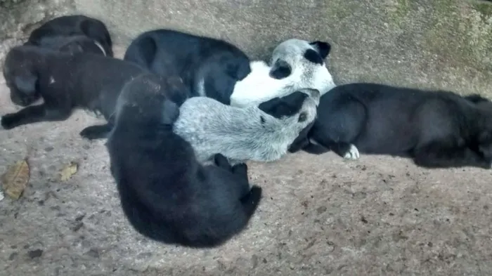 Cachorro ra a SRD idade 2 a 6 meses nome Filhote