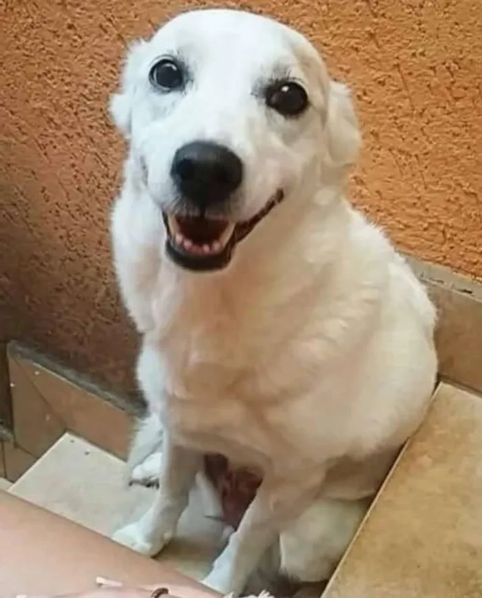 Cachorro ra a SRD idade 6 ou mais anos nome Branquinha GRATIFICA