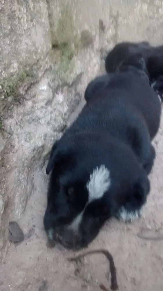 Cachorro ra a SRD idade 2 a 6 meses nome Filhote