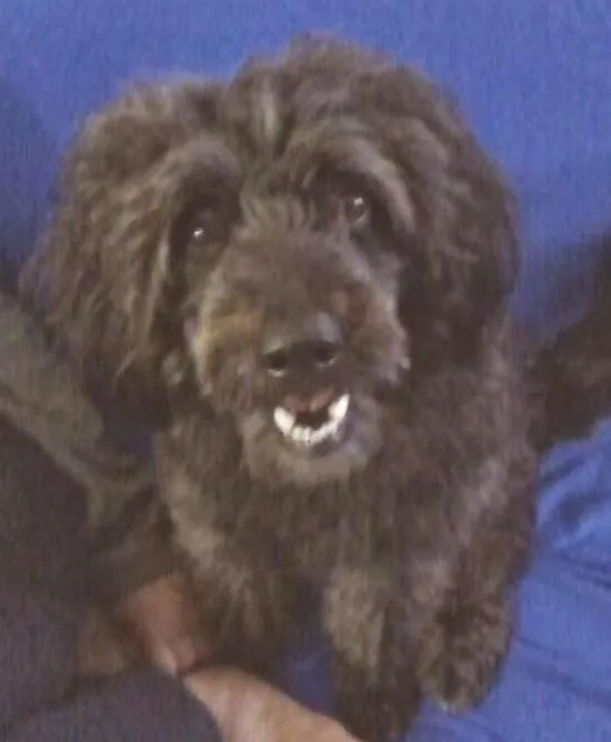 Cachorro ra a Poodle lata idade 5 anos nome Tayson