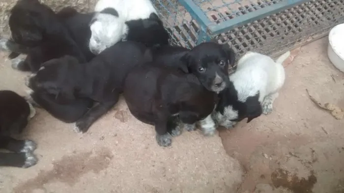 Cachorro ra a SRD idade 2 a 6 meses nome Filhote