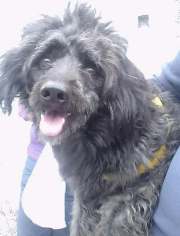 Cachorro ra a Poodle lata idade 5 anos nome Tayson