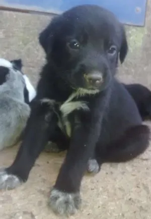 Cachorro raça SRD idade 2 a 6 meses nome Filhote