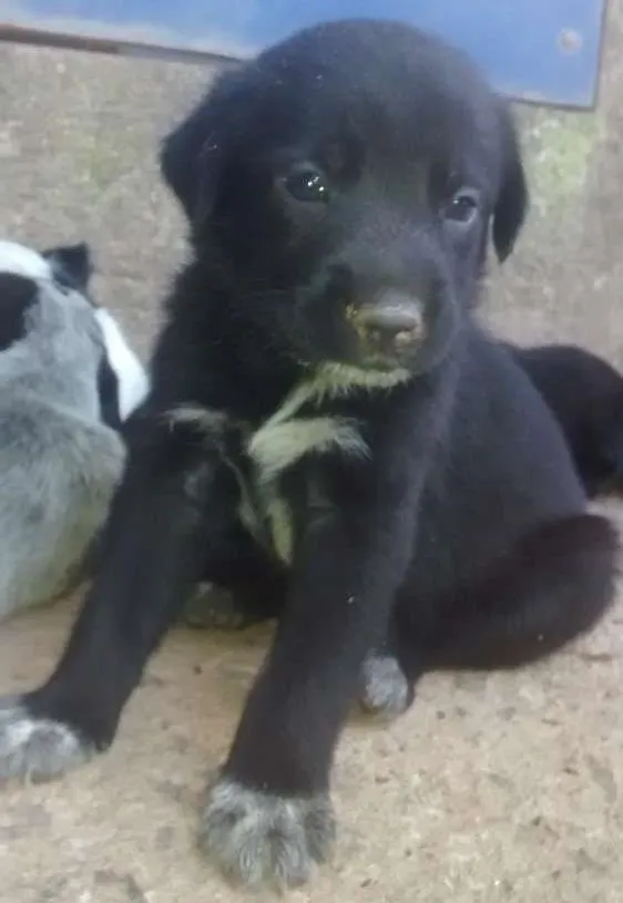 Cachorro ra a SRD idade 2 a 6 meses nome Filhote