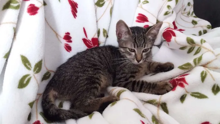 Gato ra a srd idade 2 a 6 meses nome Gatinha