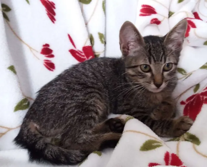 Gato ra a srd idade 2 a 6 meses nome Gatinha