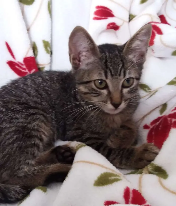 Gato ra a srd idade 2 a 6 meses nome Gatinha