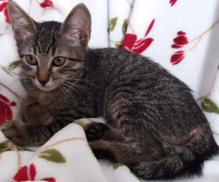 Gato ra a srd idade 2 a 6 meses nome Gatinha