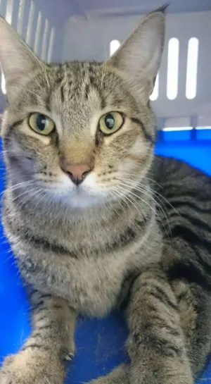 Gato raça Desconhecida idade  nome Desconhecido