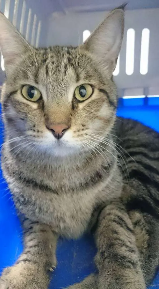 Gato ra a Desconhecida idade  nome Desconhecido