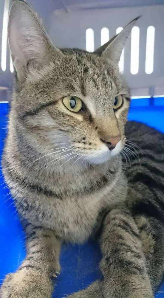 Gato ra a Desconhecida idade  nome Desconhecido