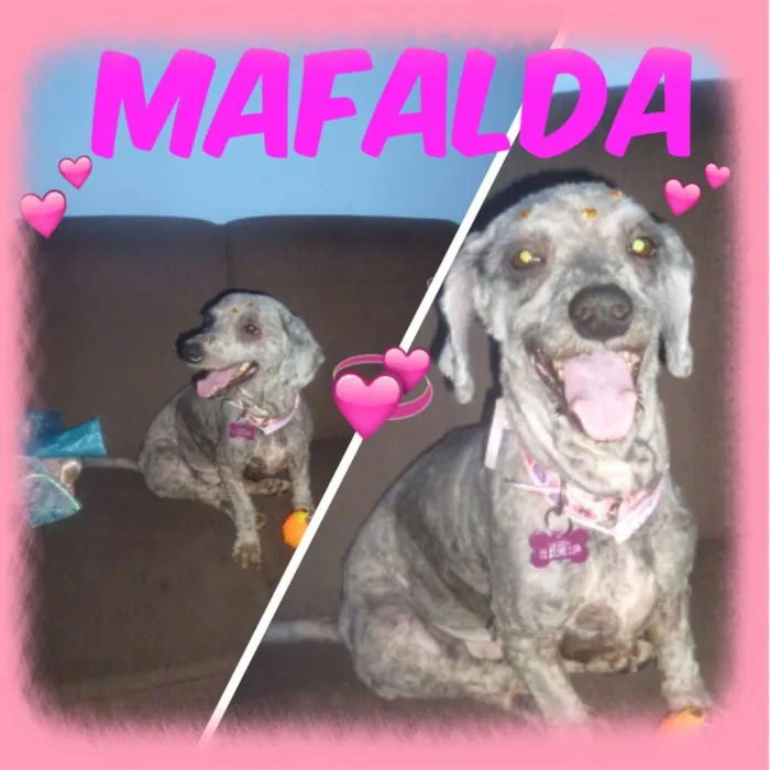 Cachorro ra a POODLE/BASSET idade 5 anos nome MAFALDA