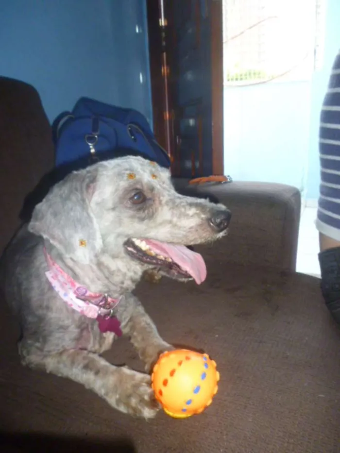 Cachorro ra a POODLE/BASSET idade 5 anos nome MAFALDA