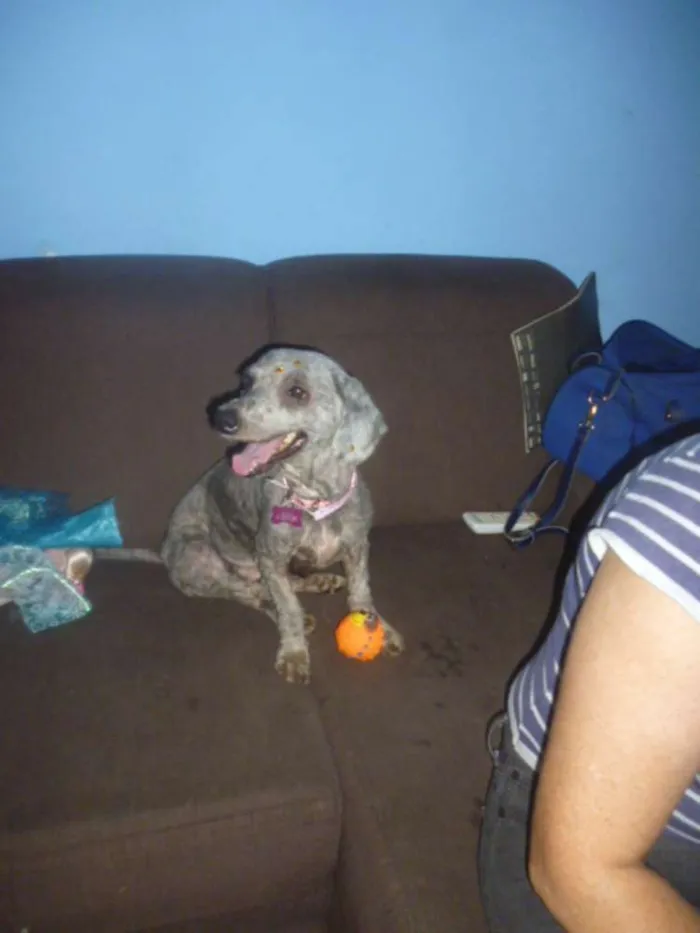 Cachorro ra a POODLE/BASSET idade 5 anos nome MAFALDA