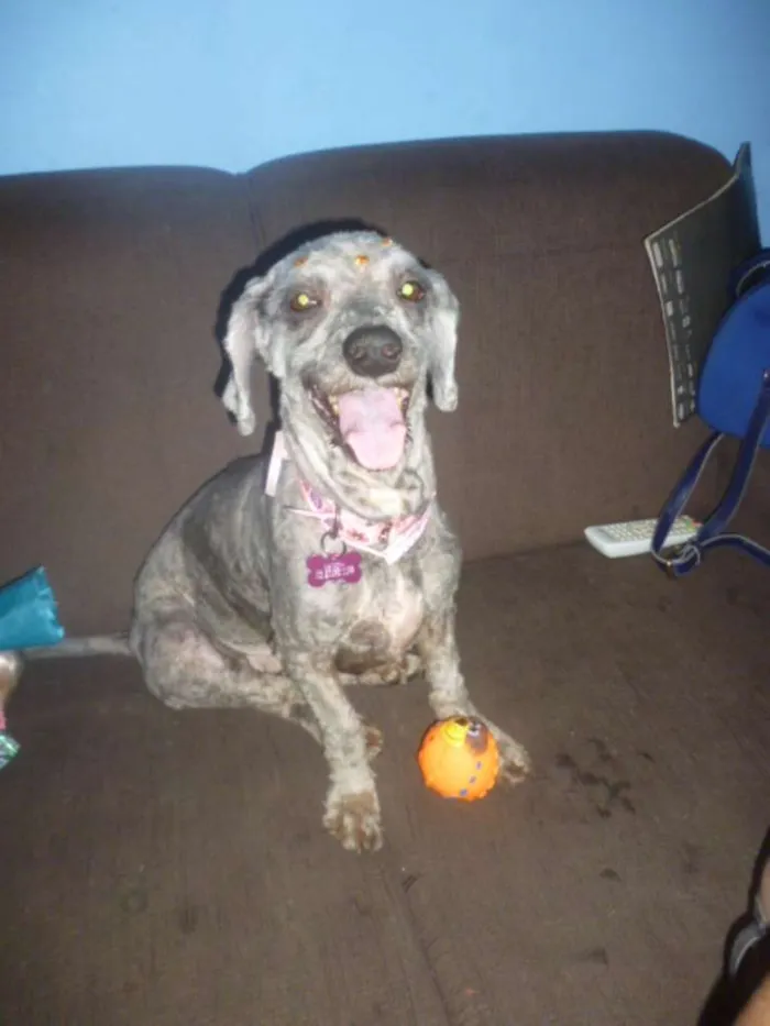 Cachorro ra a POODLE/BASSET idade 5 anos nome MAFALDA