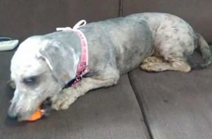 Cachorro ra a POODLE/BASSET idade 5 anos nome MAFALDA