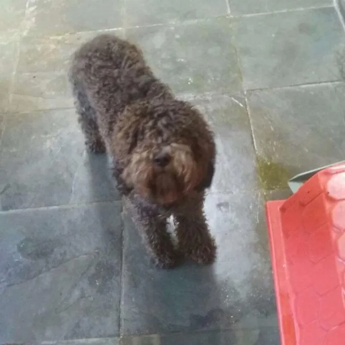 Cachorro ra a Ia sua com pood idade 1 ano nome THOR