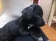 Princesa e pirata