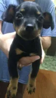 Princesa e pirata