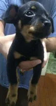 Princesa e pirata