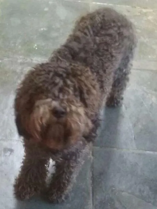 Cachorro ra a Ia sua com pood idade 1 ano nome THOR
