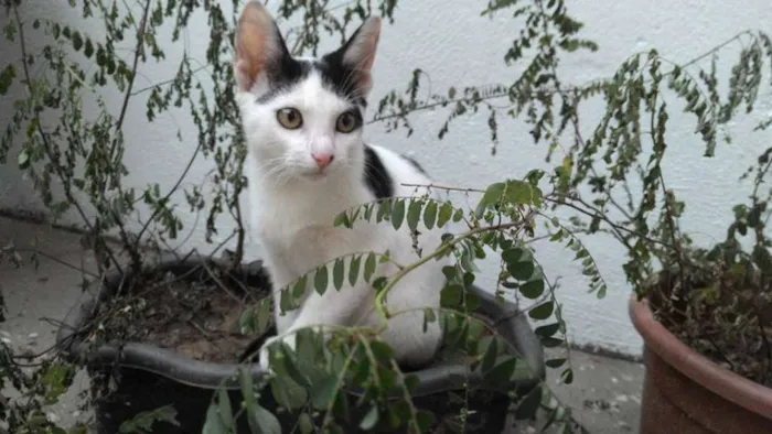Gato raça SRD idade 2 a 6 meses nome FÉLIX