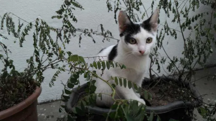 Gato raça SRD idade 2 a 6 meses nome FÉLIX