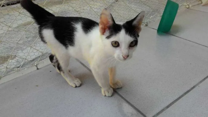 Gato raça SRD idade 2 a 6 meses nome FÉLIX