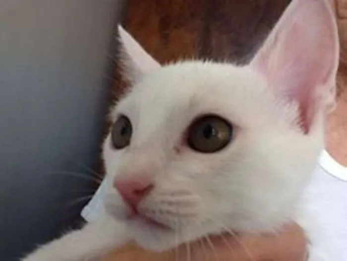 Gato ra a SRD idade 2 a 6 meses nome JIMI